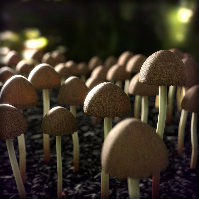 mushroom_final_800.jpg