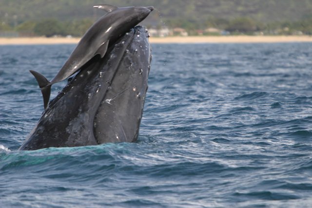 humpbackwhaleanddolphin[1].jpg