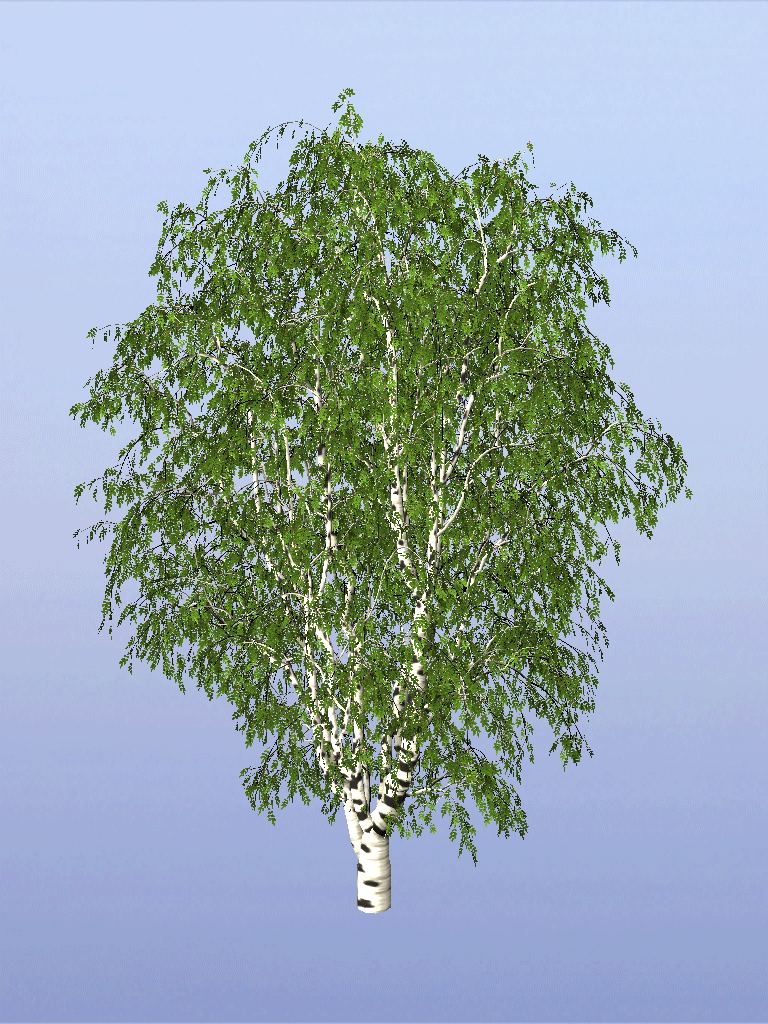 Birch tree from TreeSketch