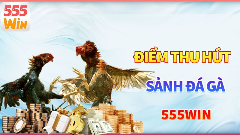 Những điểm thu hút đặc biệt của đá gà 555win Những điểm thu hút đặc biệt của đá gà 555win
