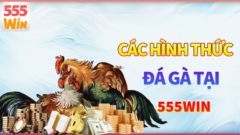 Các hình thức đá gà nổi bật tại 555win Các hình thức đá gà nổi bật tại 555win