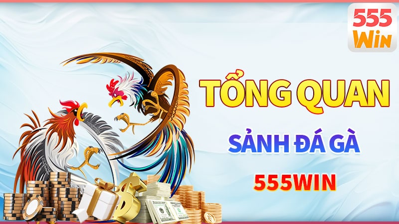 Tổng quan về sảnh đá gà 555win Tổng quan về sảnh đá gà 555win