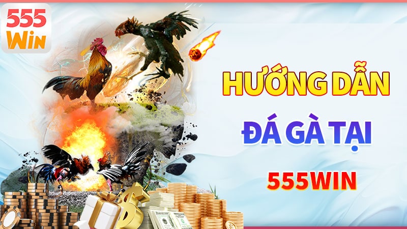 Hướng dẫn tham gia đá gà 555win Hướng dẫn tham gia đá gà 555win